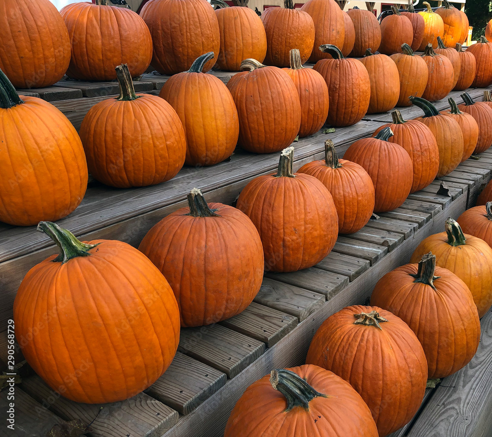 Rows of Pumkin For Sale Rows of Pumkin For Sale