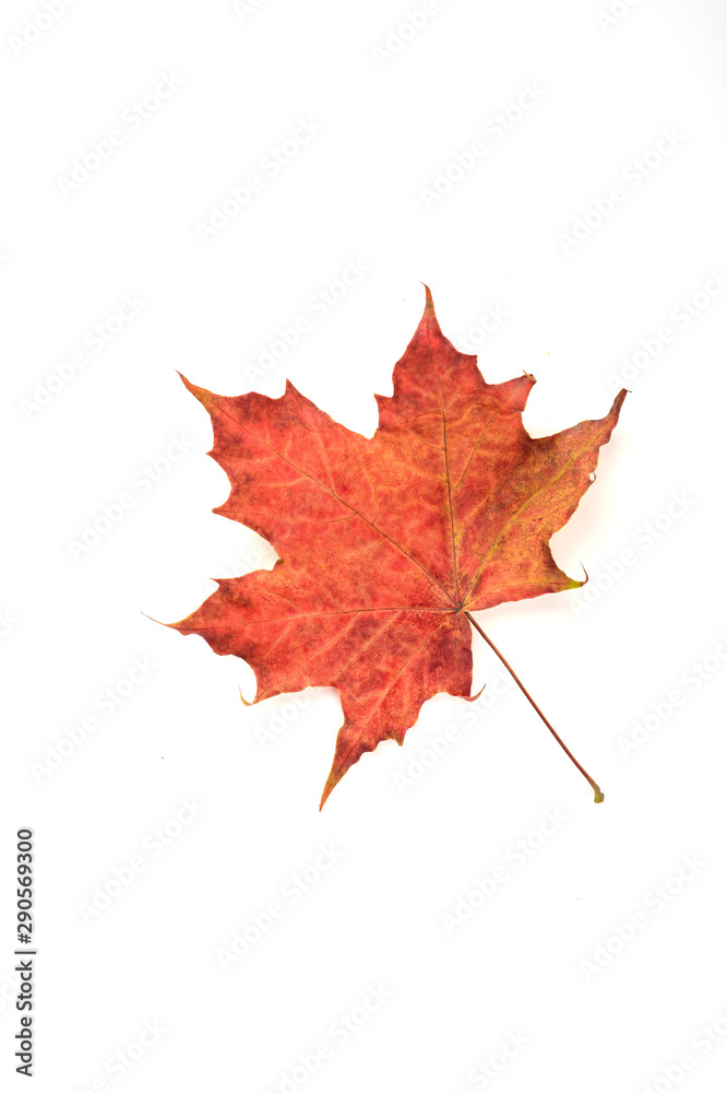 Fototapeta premium Autumn maple red leaf over a white background..