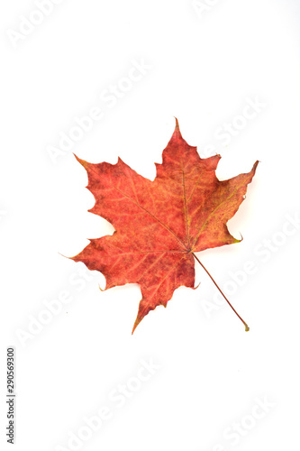 Autumn maple red leaf over a white background..