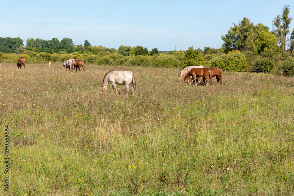 Herd of horses grazing on the drone. Summer, Sunny. Herd of horses grazing on the drone. Summer, Sunny.