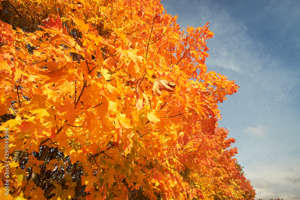 Yellow and orange crowns of autumn trees against the blue sky. Nature in autumn. Yellow and orange crowns of autumn trees against the blue sky. Nature in autumn.