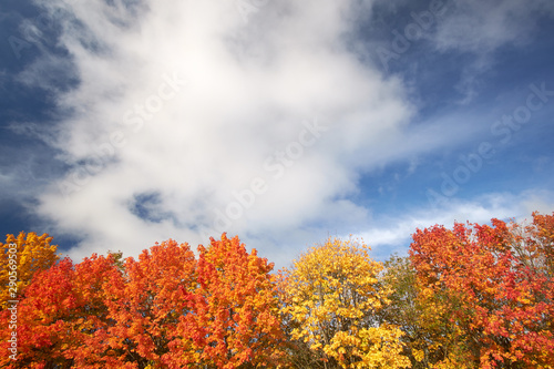 Red and yellow autumn trees against the blue sky. Nature in autumn. Landscape.