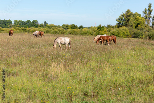 Fototapeta Naklejka Na Ścianę i Meble -  Herd of horses grazing on the drone. Summer, Sunny.