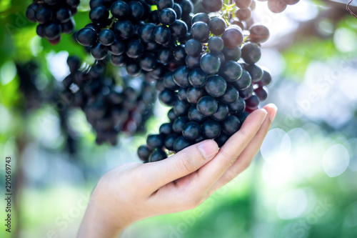woman hold purple red grapes on the vine
