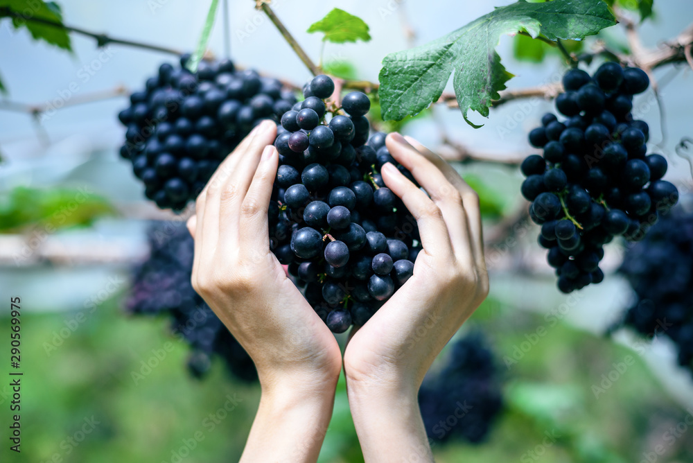 woman hold purple red grapes on the vine