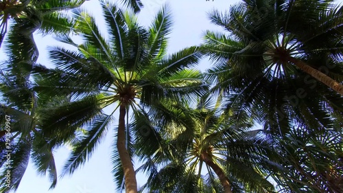 palm trees and blue sky © Воронин Артем