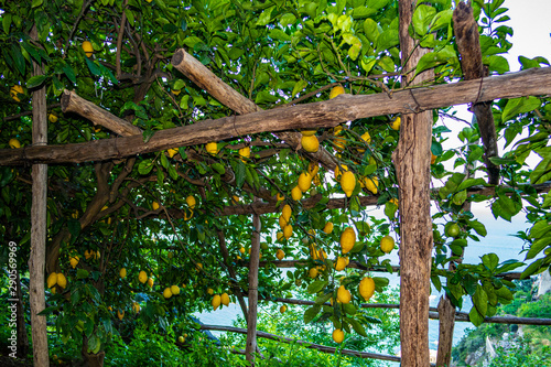 View on a cultivation of lemons in the town of Maiori along the Amalfi coast, Campania - Italy photo