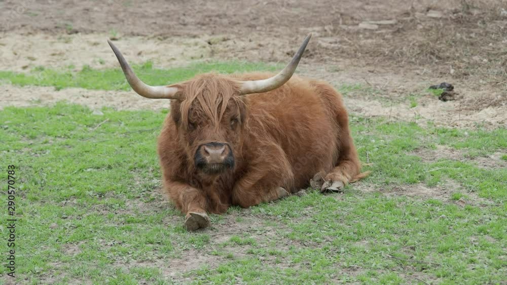 Highland cattle is lying on field and chewing grass. straw. Big shaggy farm animal. Highland cattle is lying on field and chewing grass. straw. Big shaggy farm animal.