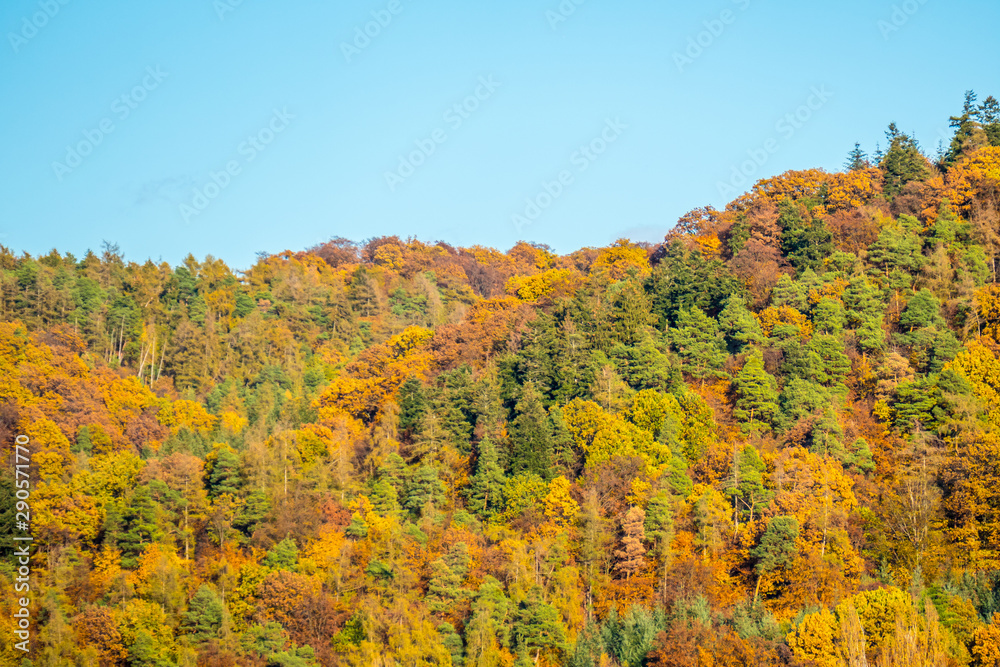 Herbstwald