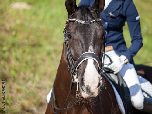Portrait of brown sports horse with a bridle and a rider riding on it.