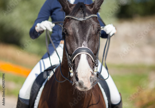 Portrait of brown sports horse with a bridle and a rider riding on it.