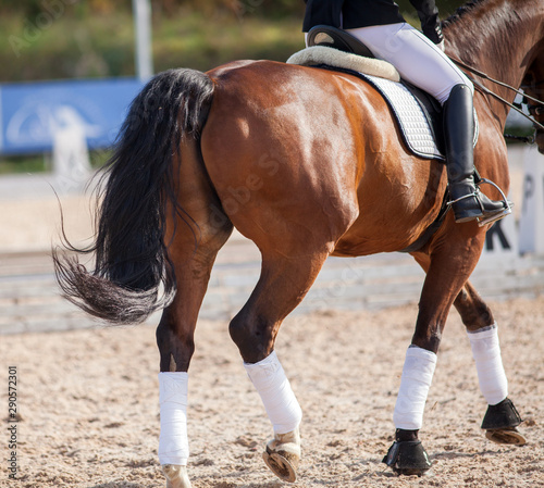A red sports horse with a bridle and a rider riding with his foot in a boot with a spur in a stirrup.