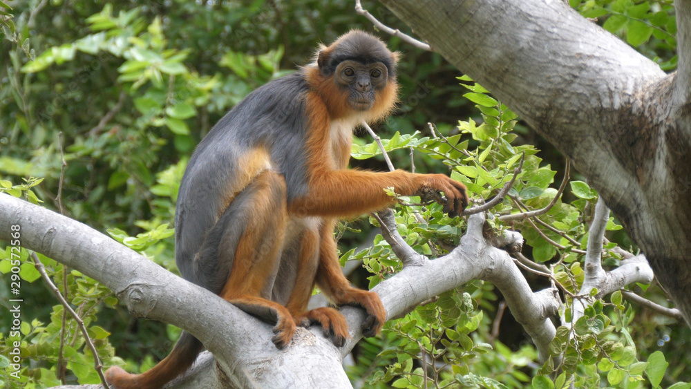 Fototapeta premium Western red colobus monkey in a tree