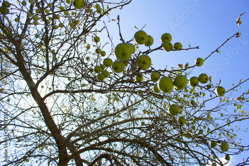 branch of a tree