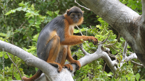 Western red colobus monkey in a tree photo