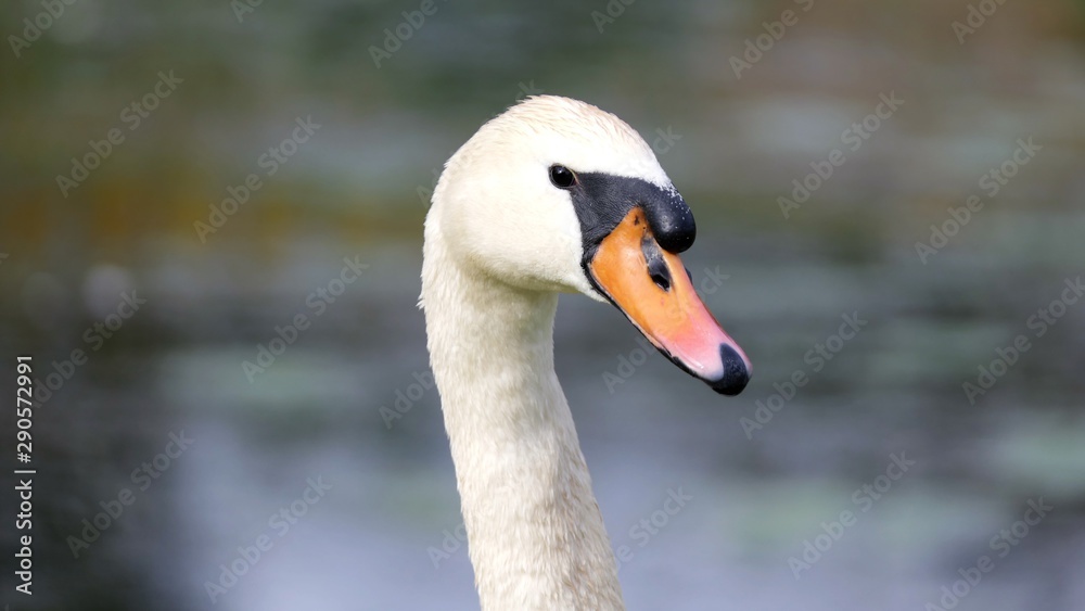 Fototapeta premium portrait of a mute swan looking to the right