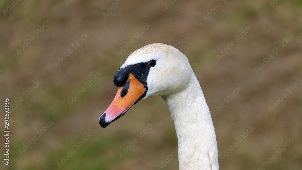 Portrait of a mute swan looking to the left Portrait of a mute swan looking to the left