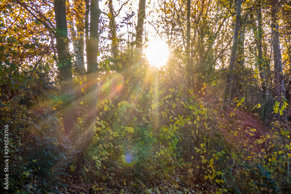 Fototapeta premium Sonnenstrahlen im Wald