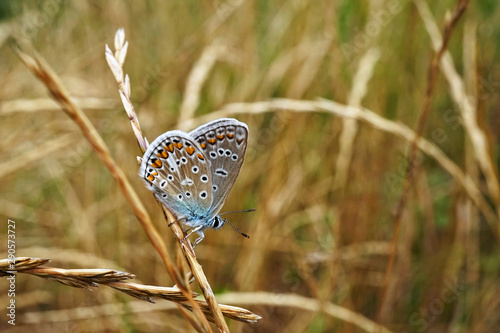 Schmetterlinge Deutschlands - Himmelblauer Bläuling photo