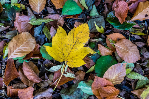 Herbstlaub und Blätter