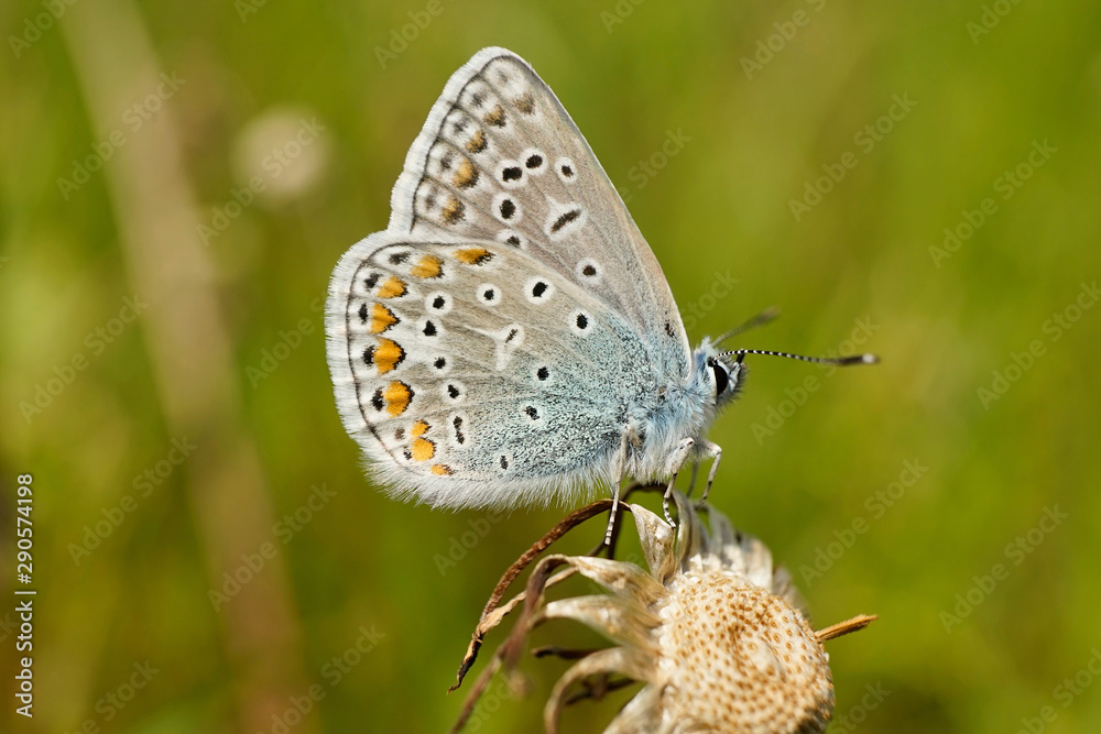 Schmetterlinge Deutschlands - Himmelblauer Bläuling Schmetterlinge Deutschlands - Himmelblauer Bläuling