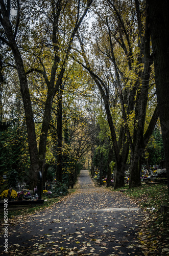 autumnal aisle path in the cemetery © katarinagondova