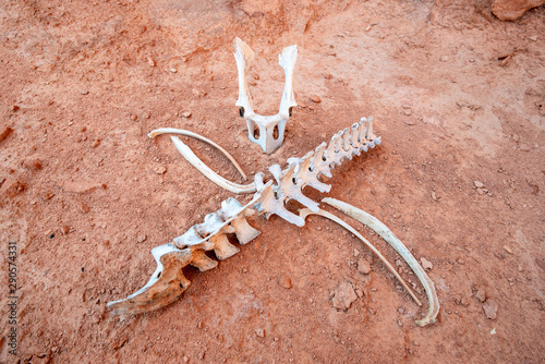USA, Nevada, Clark County, Gold Butte National Monument, A wild burro skull and crossbones made from a spine segment and rib bones. Death warning sign beware. photo