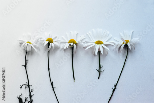 white daisies on white background