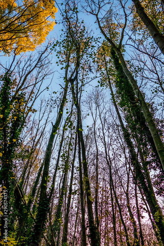 Herbstwald © focus finder