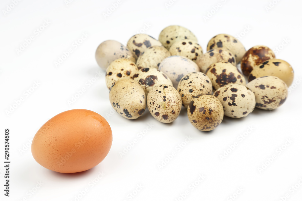 different chicken eggs on a white background different chicken eggs on a white background
