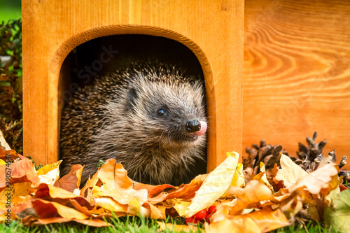 Hedgehog with his tongue out, leaving his hedgehog house with golden autumn leaves. Facing right. Horizontal. Space for copy.