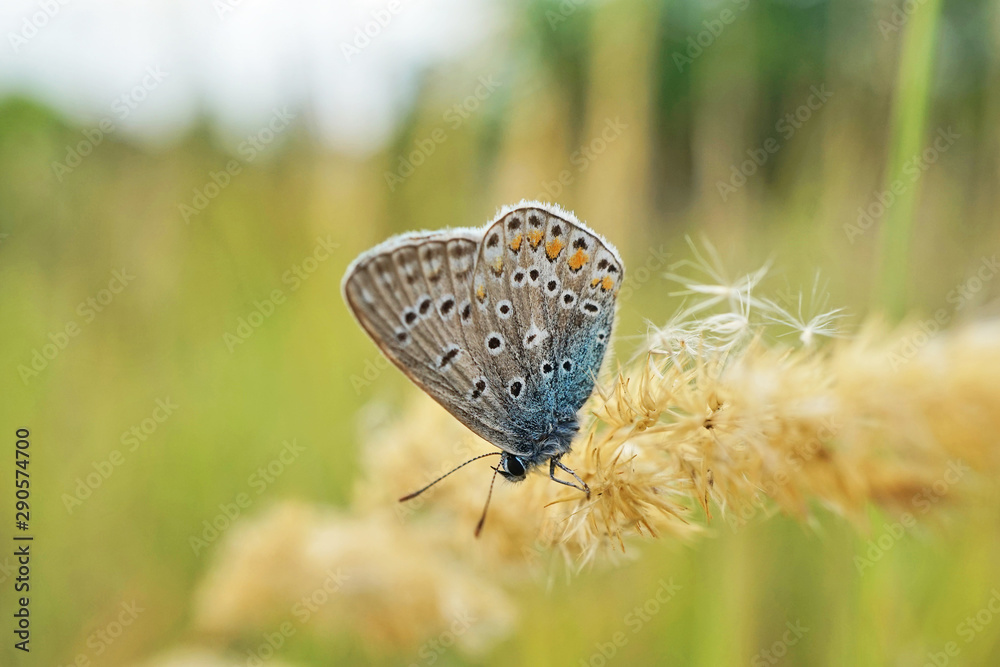 Schmetterlinge Deutschlands - Himmelblauer Bläuling Schmetterlinge Deutschlands - Himmelblauer Bläuling