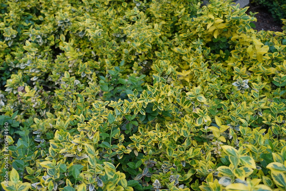 Yellow green Winter creeper spindle Yellow green Winter creeper spindle