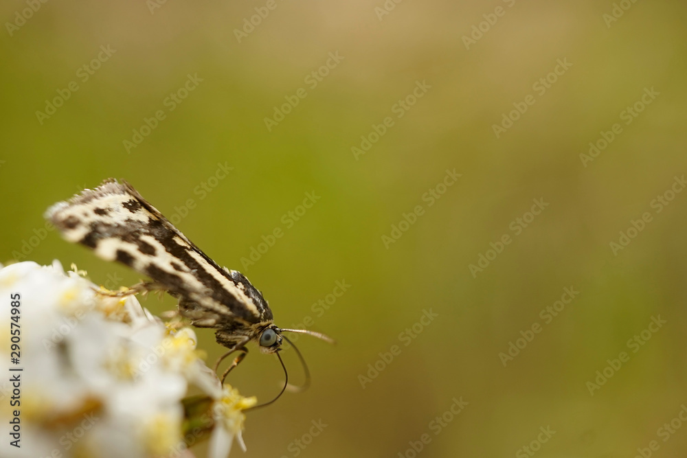 Schmetterlinge Deutschlands - Ackerwinden-Bunteulchen