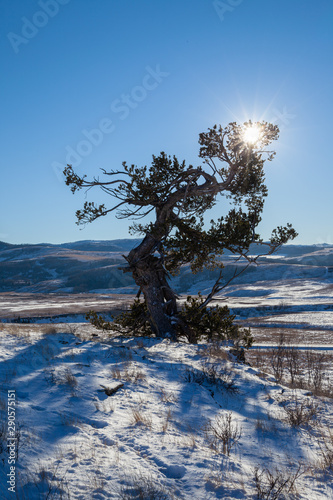 An old limber pine growing on a rocky outcrop in southern Alberta, Canada in winter photo