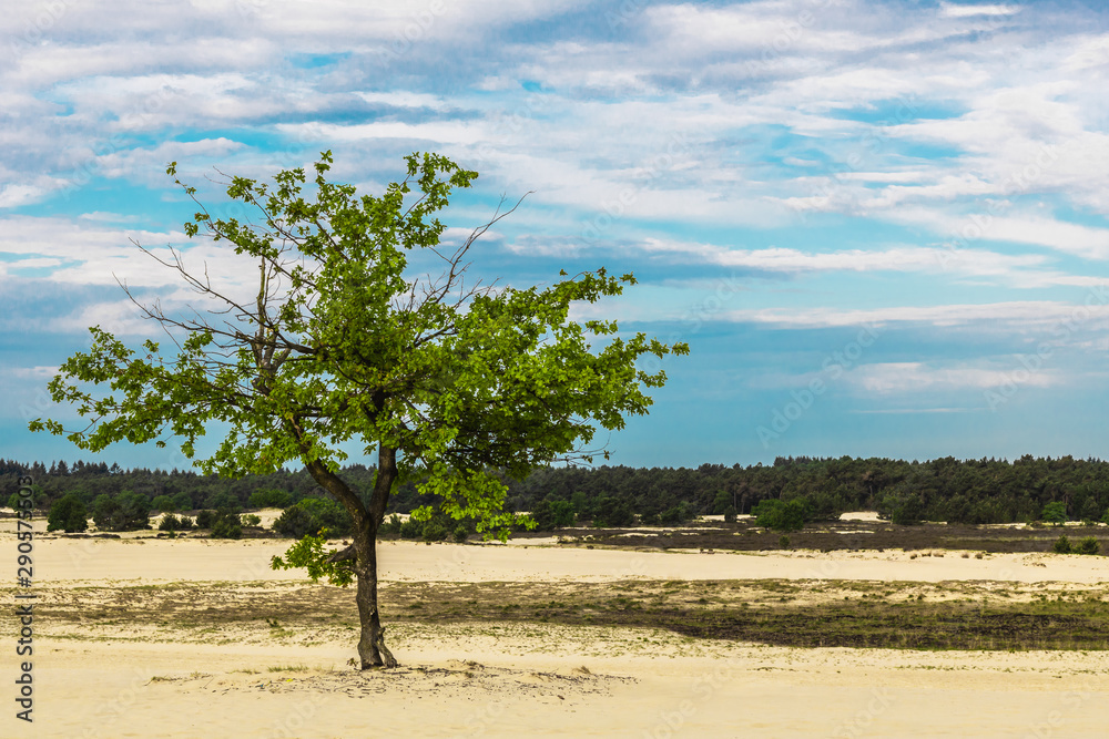 Lone tree on sand dunes