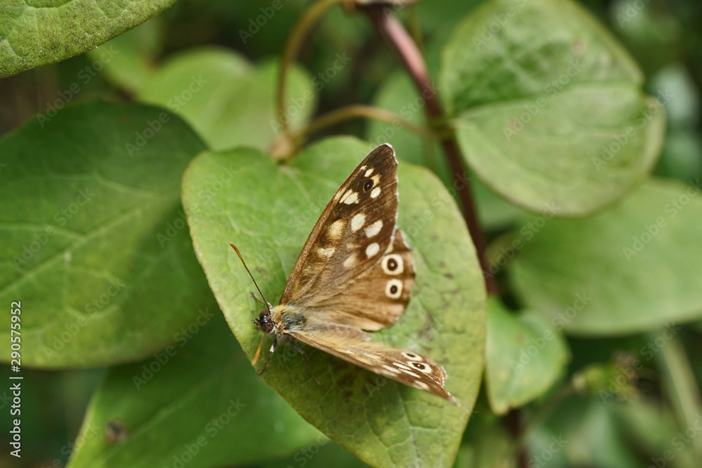 Fototapeta premium Schmetterlinge Deutschlands - Waldbrettspiel
