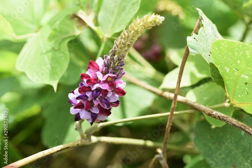 Kudzu flowers / In Japan, kudzu roots are used as a material for sweets and used as a raw material for herbal medicine. photo