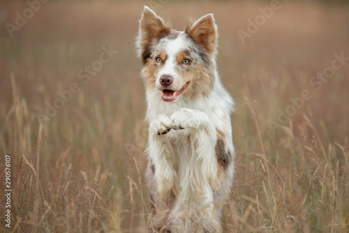 Border Collie dog on a background of yellow grass stands and waves its paws. Pet in nature posing