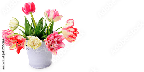 Fowers tulips in decorative bucket on white background. Free space for text. Wide photo.