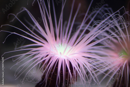 anemone fluorescence light sea