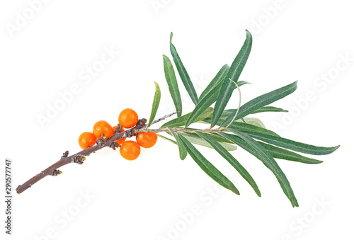 Branch of sea buckthorn berries with leaves isolated on a white background © domnitsky