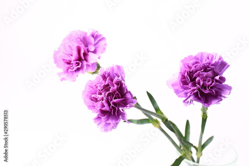 purple carnation on a white background