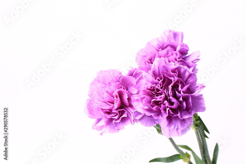 purple carnation on a white background