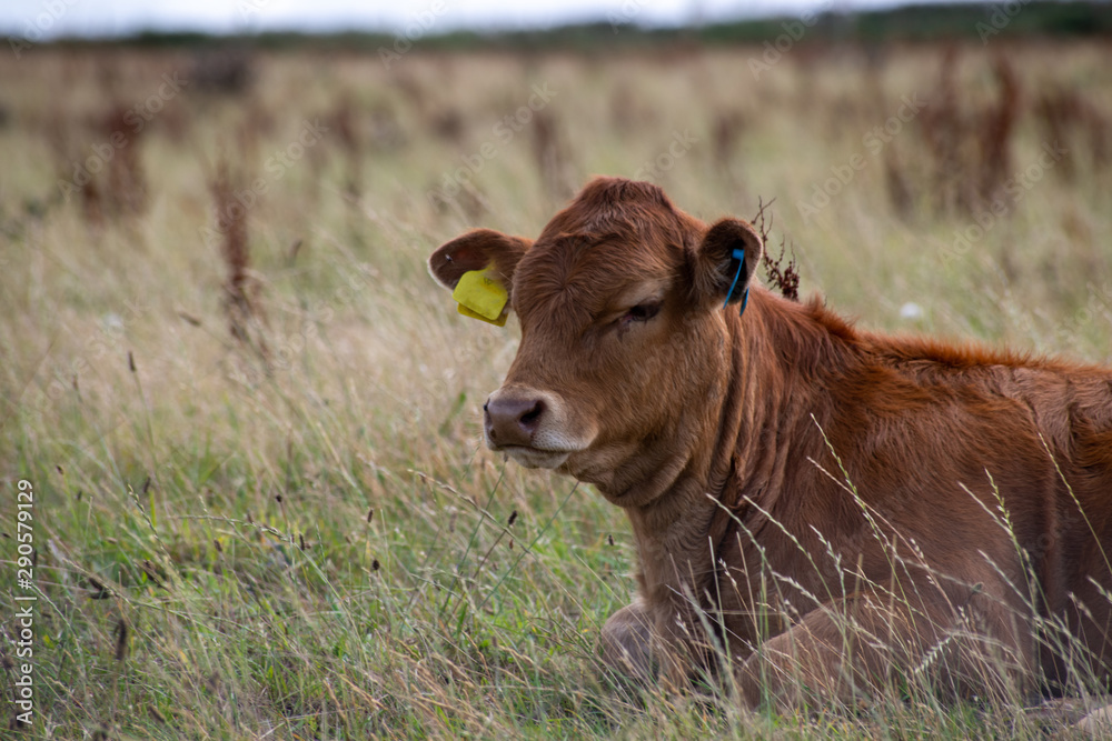 Small calf resting in the grass Small calf resting in the grass