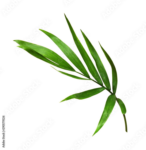 Fototapeta Naklejka Na Ścianę i Meble -  Green leaf of chameadorea palm