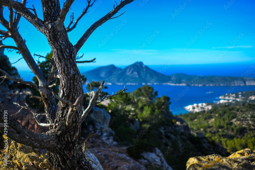 the beautiful trees on the island of Mallorca, Spain, 