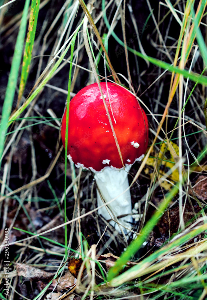 Fly agaric mushroom also known as Amanita muscaria in the forest. Highly detailed red fungus in the outdoors. Fly agaric mushroom also known as Amanita muscaria in the forest. Highly detailed red fungus in the outdoors.