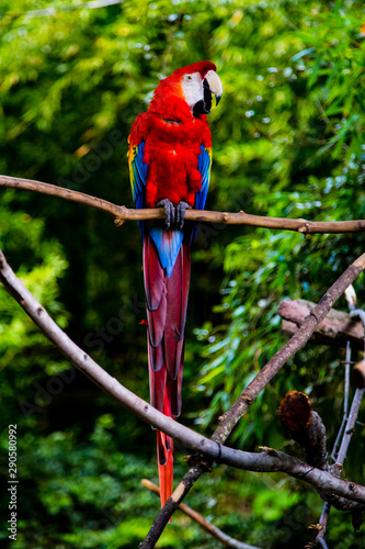 bright red parrot on a branch
