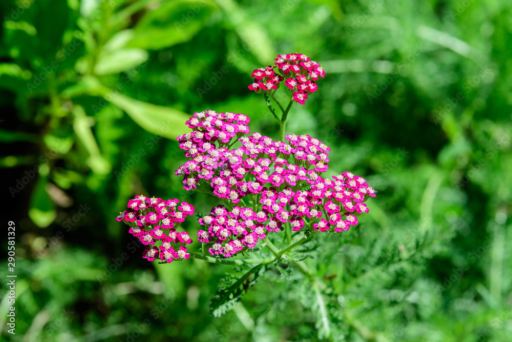 Pink flowers of Achillea millefolium plant, commonly known as common yarrow, in a sunny summer garden
